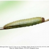 melanargia hylata talysh larva2b